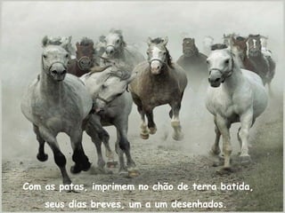 Com as patas, imprimem no chão de terra batida,
seus dias breves, um a um desenhados.
 