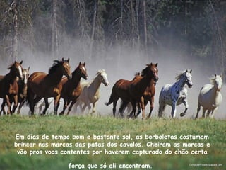 Em dias de tempo bom e bastante sol, as borboletas costumam
brincar nas marcas das patas dos cavalos. Cheiram as marcas e
vão pros voos contentes por haverem capturado do chão certa
força que só ali encontram.
 
