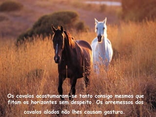 Os cavalos acostumaram-se tanto consigo mesmos que
fitam os horizontes sem despeito. Os arremessos dos
cavalos alados não lhes causam gastura.
 
