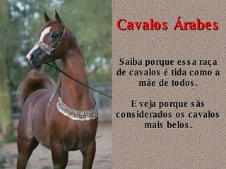 Cavalos Árabes Saiba porque essa raça de cavalos é tida como a mãe de todos. E veja porque sãs considerados os cavalos mais belos. 