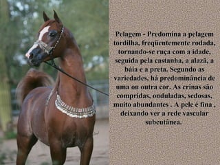 Pelagem - Predomina a pelagem tordilha, freqüentemente rodada, tornando-se ruça com a idade, seguida pela castanha, a alazã, a báia e a preta. Segundo as variedades, há predominância de uma ou outra cor. As crinas são compridas, onduladas, sedosas, muito abundantes . A pele é fina , deixando ver a rede vascular subcutânea.  