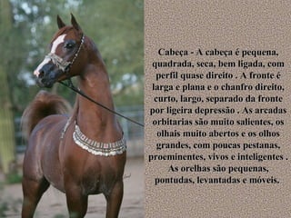 Cabeça - A cabeça é pequena, quadrada, seca, bem ligada, com perfil quase direito . A fronte é larga e plana e o chanfro direito, curto, largo, separado da fronte por ligeira depressão . As arcadas orbitarias são muito salientes, os olhais muito abertos e os olhos grandes, com poucas pestanas, proeminentes, vivos e inteligentes . As orelhas são pequenas, pontudas, levantadas e móveis.  