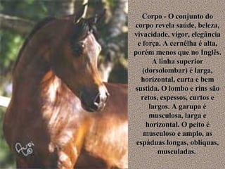 Corpo - O conjunto do corpo revela saúde, beleza, vivacidade, vigor, elegância e força. A cernêlha é alta, porém menos que no Inglês. A linha superior (dorsolombar) é larga, horizontal, curta e bem sustida. O lombo e rins são retos, espessos, curtos e largos. A garupa é musculosa, larga e horizontal. O peito é musculoso e amplo, as espáduas longas, oblíquas, musculadas.  