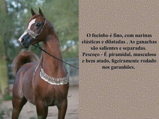 O focinho é fino, com narinas elásticas e dilatadas . As ganachas são salientes e separadas.  Pescoço - É piramidal, musculoso e bem atado, ligeiramente rodado nos garanhões.  
