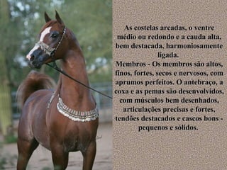 As costelas arcadas, o ventre médio ou redondo e a cauda alta, bem destacada, harmoniosamente ligada.  Membros - Os membros são altos, finos, fortes, secos e nervosos, com aprumos perfeitos. O antebraço, a coxa e as pemas são desenvolvidos, com músculos bem desenhados, articulações precisas e fortes, tendões destacados e cascos bons - pequenos e sólidos.  