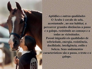 Aptidões e outras qualidades  O Árabe é cavalo de sela, acostumado , no seu habitat, a percorrer grandes distâncias a passo e a galope, resistindo ao cansaço e a todas as vicissitudes.  Possui inigualáveis qualidades de sobriedade, energia, resistência, docilidade, inteligência, estilo e beleza. Seus andamentos característicos são o passo, o trote e o galope.  