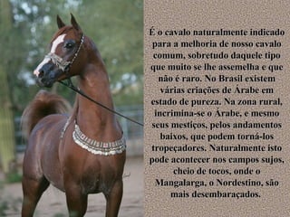 É o cavalo naturalmente indicado para a melhoria de nosso cavalo comum, sobretudo daquele tipo que muito se lhe assemelha e que não é raro. No Brasil existem várias criações de Árabe em estado de pureza. Na zona rural, incrimina-se o Árabe, e mesmo seus mestiços, pelos andamentos baixos, que podem torná-los tropeçadores. Naturalmente isto pode acontecer nos campos sujos, cheio de tocos, onde o Mangalarga, o Nordestino, são mais desembaraçados.  