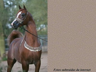 Fotos subtraídas da internet 