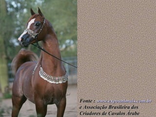 Fonte :  www.expoanimais.com.br  e Associação Brasileira dos Criadores de Cavalos Árabe 