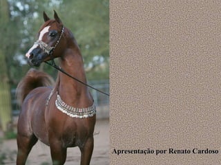Apresentação por Renato Cardoso 
