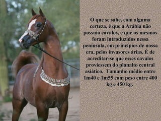O que se sabe, com alguma certeza, é que a Arábia não possuía cavalos, e que os mesmos foram introduzidos nessa península, em princípios de nossa era, pelos invasores árias. É de acreditar-se que esses cavalos proviessem do planalto central asiático.  Tamanho médio entre 1m40 e 1m55 com peso entre 400 kg e 450 kg.  