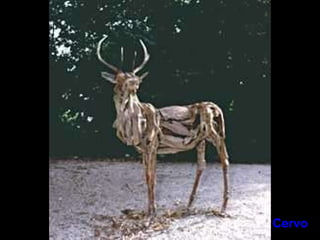 Cervo 