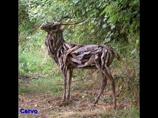 Cervo 