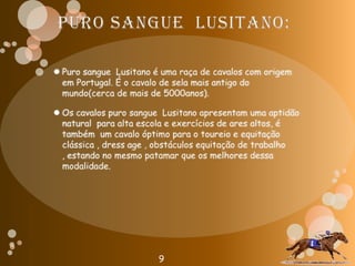 Puro sangue  Lusitano:Puro sangue  Lusitano é uma raça de cavalos com origem em Portugal. É o cavalo de sela mais antigo do mundo(cerca de mais de 5000anos).Os cavalos puro sangue  Lusitano apresentam uma aptidão natural  para alta escola e exercícios de ares altos, é também  um cavalo óptimo para o toureio e equitação clássica , dress age , obstáculos equitação de trabalho , estando no mesmo patamar que os melhores dessa modalidade.9