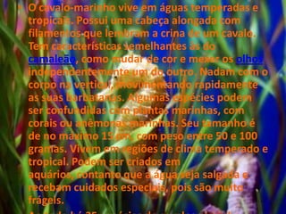 • O cavalo-marinho vive em águas temperadas e
tropicais. Possui uma cabeça alongada com
filamentos que lembram a crina de um cavalo.
Tem características semelhantes às do
camaleão, como mudar de cor e mexer os olhos
independentemente um do outro. Nadam com o
corpo na vertical, movimentando rapidamente
as suas barbatanas. Algumas espécies podem
ser confundidas com plantas marinhas, com
corais ou anêmonas marinhas. Seu tamanho é
de no máximo 15 cm, com peso entre 50 e 100
gramas. Vivem em regiões de clima temperado e
tropical. Podem ser criados em
aquários, contanto que a água seja salgada e
recebam cuidados especiais, pois são muito
frágeis.
 