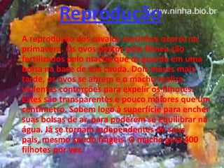 Reprodução
A reprodução dos cavalos marinhos ocorre na
primavera. Os ovos postos pela fêmea são
fertilizados pelo macho que os guarda em uma
bolsa na base de sua cauda. Dois meses mais
tarde, os ovos se abrem e o macho realiza
violentas contorções para expelir os filhotes.
Estes são transparentes e pouco maiores que um
centímetro. Sobem logo à superfície para encher
suas bolsas de ar, para poderem se equilibrar na
água. Já se tornam independentes de seus
pais, mesmo sendo frágeis. O macho gera 400
filhotes por vez.
 