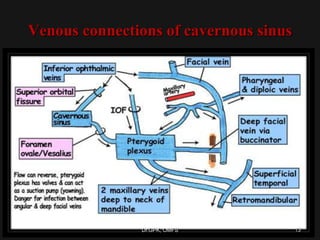 Venous connections of cavernous sinus
13Dr.GPK, OMFS
 