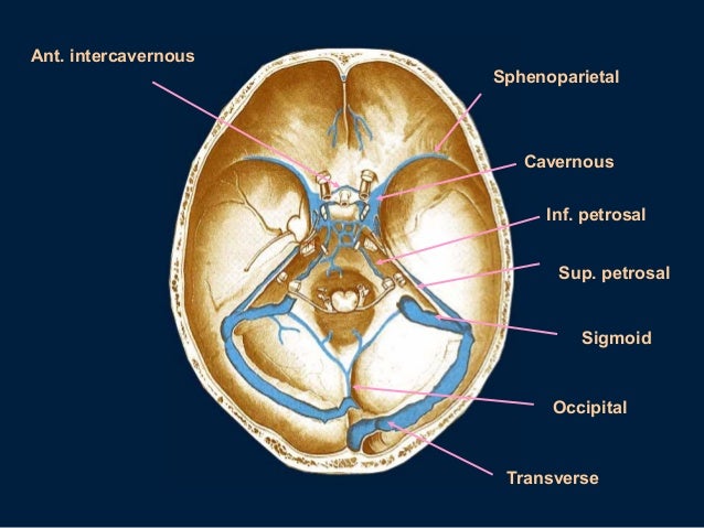 Cavernous sinus