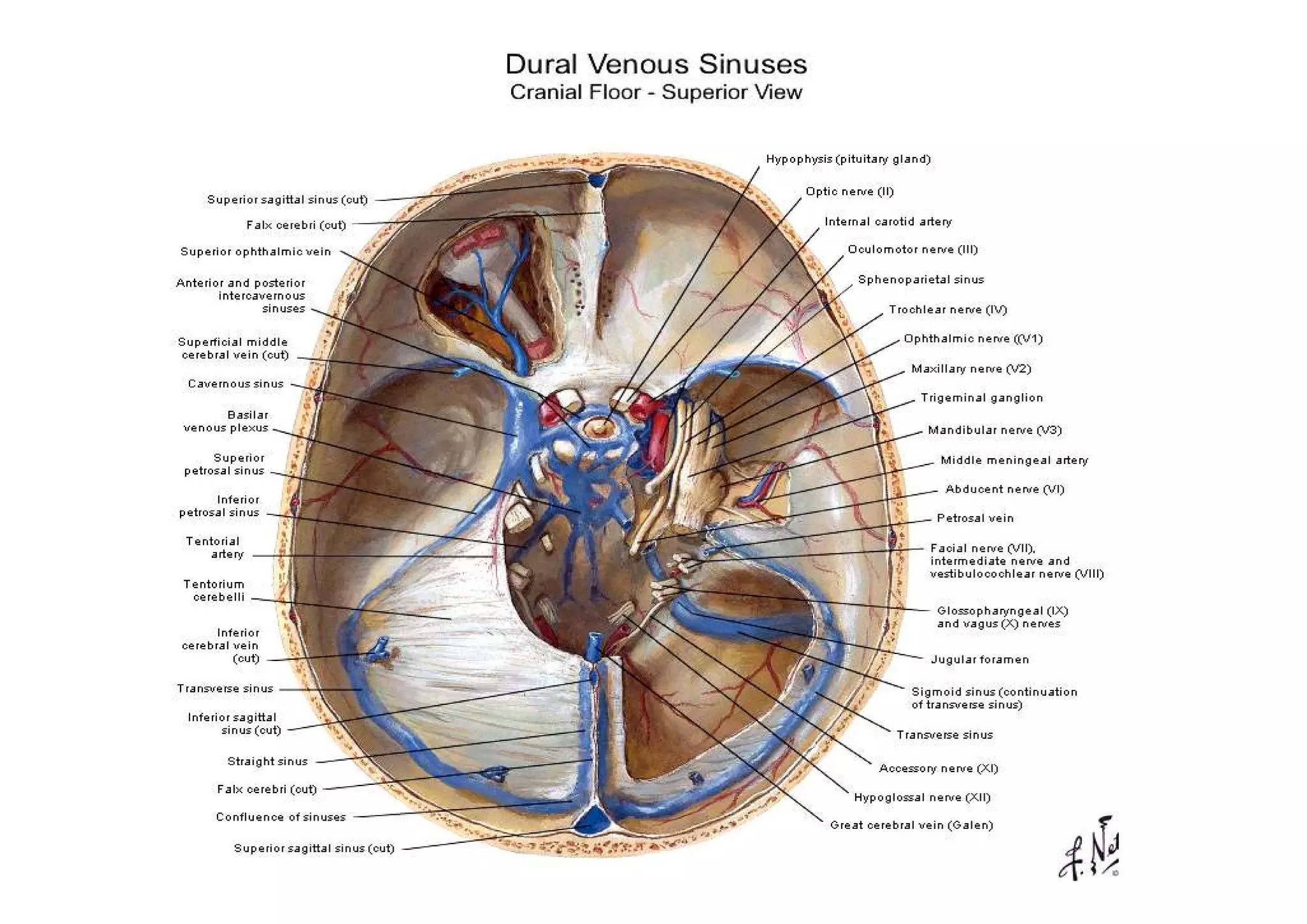 Cavernous-sinus-anatomy-3-2048.jpg