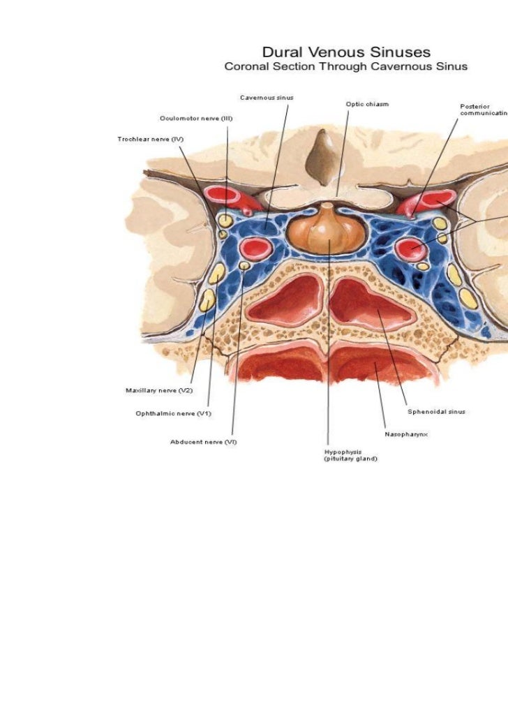 Cavernous sinus anatomy petrous apex diagram 