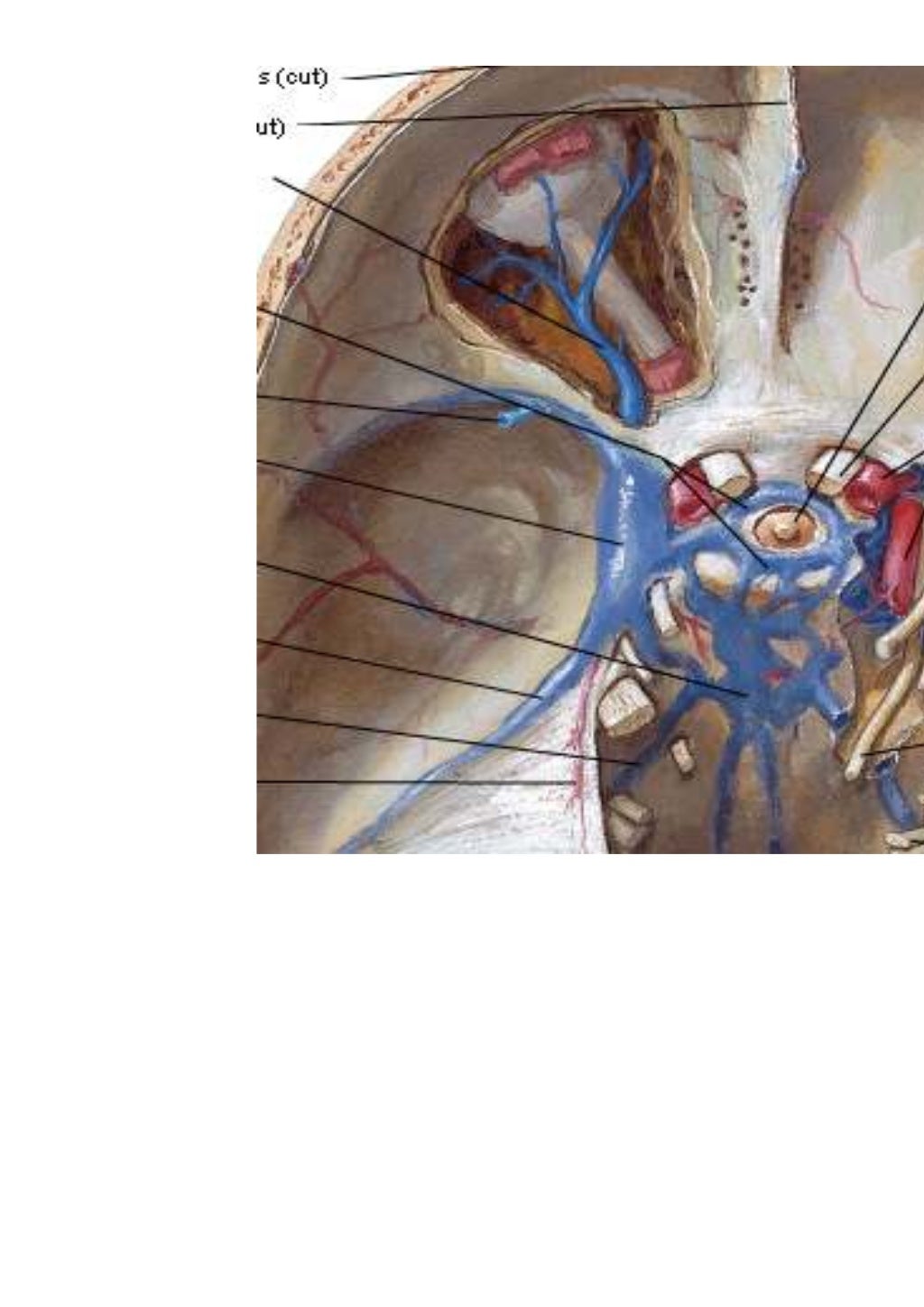 Cavernous sinus anatomy