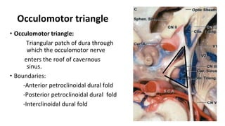 Occulomotor triangle
• Occulomotor triangle:
Triangular patch of dura through
which the occulomotor nerve
enters the roof of cavernous
sinus.
• Boundaries:
-Anterior petroclinoidal dural fold
-Posterior petroclinoidal dural fold
-Interclinoidal dural fold
 