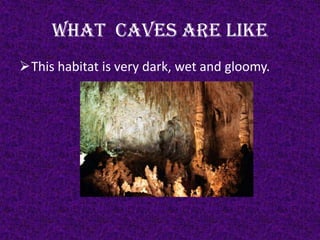 What Caves Are Like
This habitat is very dark, wet and gloomy.
 