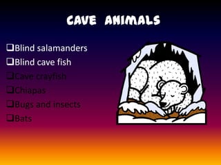 Cave Animals
Blind salamanders
Blind cave fish
Cave crayfish
Chiapas
Bugs and insects
Bats
 