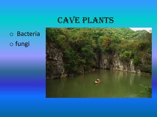 Cave Plants
Cave
o Bacteria
o fungi
 
