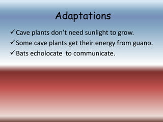 Adaptations
Cave plants don’t need sunlight to grow.
Some cave plants get their energy from guano.
Bats echolocate to communicate.
 