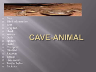  Bats
 Blind salamander
 Bear
 Cray fish
 Shark
 Worms
 Owls
 Spiders
 Snake
 Centipede
 Blindfish
 Raccoon
 Bobcat
 Swallowers
 Troglophyles
 Packrats
 