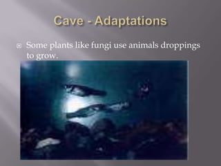  Some plants like fungi use animals droppings
to grow.
 