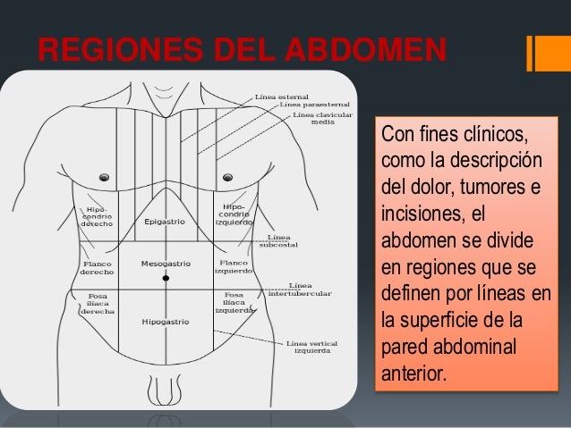 Cavidad abdominal y Músculos del abdomen