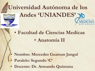 Universidad Autónoma de los
Andes ‘UNIANDES’
• Facultad de Ciencias Medicas
• Anatomía II
• Nombre: Mercedes Guaman Jungal
• Paralelo: Segundo ‘C’
• Docente: Dr. Armando Quintana
 