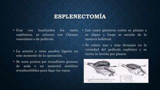 ESPLENECTOMÍA
• Una vez localizados los vasos
esplénicos, se ocluyen con Clamps
vasculares o de pedículo.
• La arteria y vena pueden ligarse en
este momento de la operación.
• Se usan puntos por transfixión gruesos
de seda o un material sintético
irreabsorbibles para ligar los vasos.
• Los vasos gástricos cortos se pinzan o
se clipan y luego se sección de la
manera habitual.
• Se coloca uno o más drenajes en la
vecindad del pedículo esplénico y se
cierra la herida por planos.
 