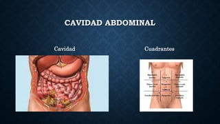 CAVIDAD ABDOMINAL
Cavidad Cuadrantes
 