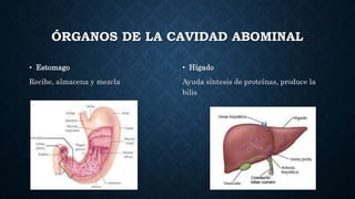 ÓRGANOS DE LA CAVIDAD ABOMINAL
• Estomago
Recibe, almacena y mezcla
• Hígado
Ayuda síntesis de proteínas, produce la
bilis
 