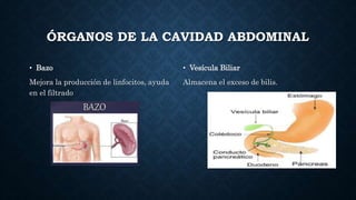 ÓRGANOS DE LA CAVIDAD ABDOMINAL
• Bazo
Mejora la producción de linfocitos, ayuda
en el filtrado
• Vesícula Biliar
Almacena el exceso de bilis.
 