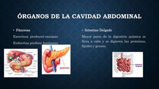 ÓRGANOS DE LA CAVIDAD ABDOMINAL
• Páncreas
Exocrinas producen enzimas
Endocrina produce hormonas
• Intestino Delgado
Mayor parte de la digestión química se
lleva a cabo y se digieren las proteínas,
lípidos y grasas.
 