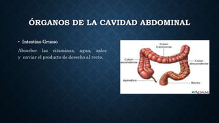 ÓRGANOS DE LA CAVIDAD ABDOMINAL
• Intestino Grueso
Absorber las vitaminas, agua, sales
y enviar el producto de desecho al recto.
 