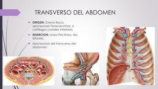 TRANSVERSO DEL ABDOMEN
 ORIGEN: Cresta Iliaca,
aponeurosis Toracolumbar, 6
cartílagos costales inferiores.
 INSERCION: Línea Pectínea, Ap.
Xifoides.
 Aponeurosis del transverso del
abdomen
 