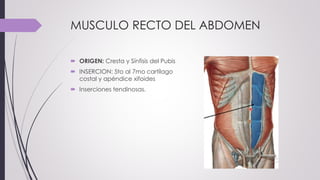 MUSCULO RECTO DEL ABDOMEN
 ORIGEN: Cresta y Sínfisis del Pubis
 INSERCION: 5to al 7mo cartílago
costal y apéndice xifoides
 Inserciones tendinosas.
 
