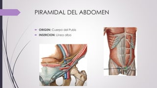 PIRAMIDAL DEL ABDOMEN
 ORIGEN: Cuerpo del Pubis
 INSERCION: Línea alba
 