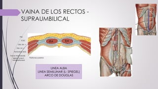VAINA DE LOS RECTOS -
SUPRAUMBILICAL
Piel
TCSC
Obl. Ext. >
Obl. Int. <
Transverso abd.
Fascia transversalis
Tejido Conect.
Extraperitoneal
Peritoneo parietal
RA RA
LINEA ALBA
LINEA SEMILUNAR (L- SPIEGEL)
ARCO DE DOUGLAS
 