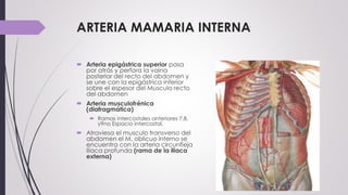 ARTERIA MAMARIA INTERNA
 Arteria epigástrica superior pasa
por atrás y perfora la vaina
posterior del recto del abdomen y
se une con la epigástrica inferior
sobre el espesor del Musculo recto
del abdomen
 Arteria musculofrénica
(diafragmática)
 Ramas intercostales anteriores 7,8,
y9no Espacio intercostal.
 Atraviesa el musculo transverso del
abdomen el M. oblicuo interno se
encuentra con la arteria circunfleja
iliaca profunda (rama de la iliaca
externa)
 