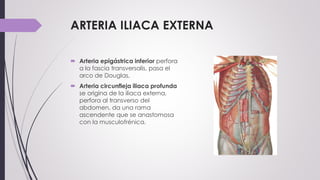 ARTERIA ILIACA EXTERNA
 Arteria epigástrica inferior perfora
a la fascia transversalis, pasa el
arco de Douglas,
 Arteria circunfleja iliaca profunda
se origina de la iliaca externa,
perfora al transverso del
abdomen, da una rama
ascendente que se anastomosa
con la musculofrénica.
 