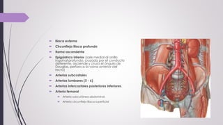  Iliaca externa
 Circunfleja iliaca profunda
 Rama ascendente
 Epigástrica inferior (sale medial al anillo
inguinal profundo, cruzada por el conducto
deferente, asciende y cruza el ángulo de
Douglas, perfora a la vaina anterior del
recto)
 Arterias subcostales
 Arterias lumbares (5 - 6)
 Arterias intercostales posteriores inferiores.
 Arteria femoral
 Arteria subcutánea abdominal
 Arteria circunfleja iliaca superficial
 