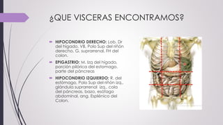 ¿QUE VISCERAS ENCONTRAMOS?
 HIPOCONDRIO DERECHO: Lob. Dr
del hígado, VB, Polo Sup del riñón
derecho, G. suprarrenal, FH del
colon.
 EPIGASTRIO: M. Izq del hígado,
porción pilórica del estomago,
parte del páncreas
 HIPOCONDRIO IZQUIERDO: R. del
estómago, Polo Sup del riñón izq.,
glándula suprarrenal izq., cola
del páncreas, bazo, esófago
abdominal, ang. Esplénico del
Colon.
 
