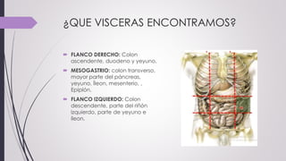 ¿QUE VISCERAS ENCONTRAMOS?
 FLANCO DERECHO: Colon
ascendente, duodeno y yeyuno.
 MESOGASTRIO: colon transverso,
mayor parte del páncreas,
yeyuno, Íleon, mesenterio, ,
Epiplón.
 FLANCO IZQUIERDO: Colon
descendente, parte del riñón
izquierdo, parte de yeyuno e
íleon.
 