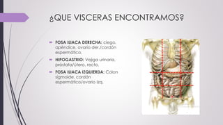 ¿QUE VISCERAS ENCONTRAMOS?
 FOSA ILIACA DERECHA: ciego,
apéndice, ovario der./cordón
espermático.
 HIPOGASTRIO: Vejiga urinaria,
próstata/útero, recto.
 FOSA ILIACA IZQUIERDA: Colon
sigmoide, cordón
espermático/ovario Izq.
 